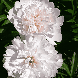 Пион Молочноцветковый Pecher