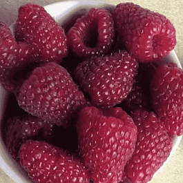 Малина обыкновенная Самохвал