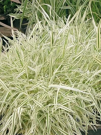 Бухарник мягкий Albovariegata