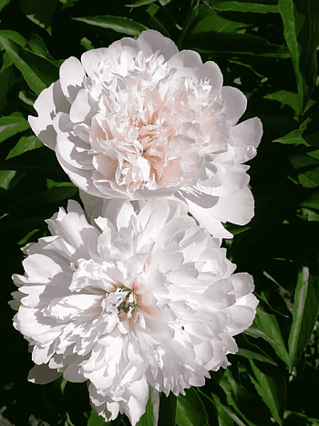 Пион Молочноцветковый Pecher