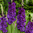 Гладиолус Purple Flora