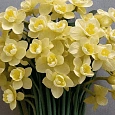Нарцисс Yellow Cheerfulness