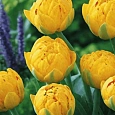 Тюльпан Gold Fever