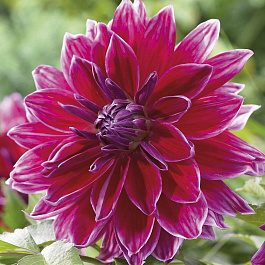 Георгина Декоративная Меро Стар