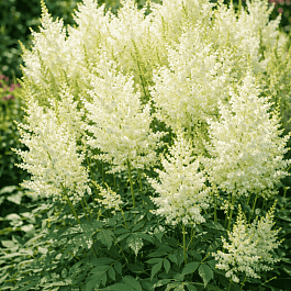 Астильба Арендса Donna