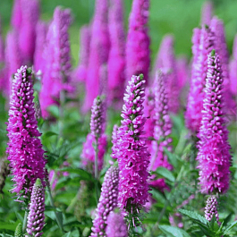 Вероника колосистая Atomic Red Ray