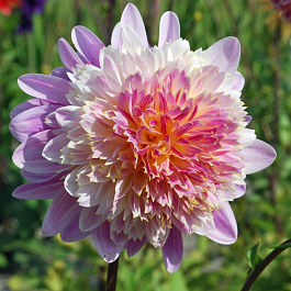 Георгина Анемоновидная Ламбада