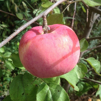 Яблоня Орловим