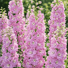 Дельфиниум  культурный Pacific Giant Guinevere