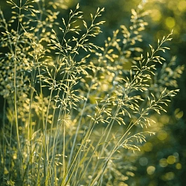 Мятлик сизый Blue Hills