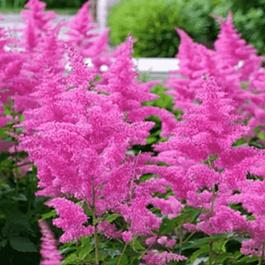 Астильба японская Rhytm and Blues