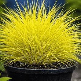 Овсяница сизая Golden Toupee