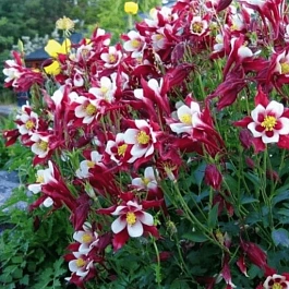 Аквилегия обыкновенная Crimson Star