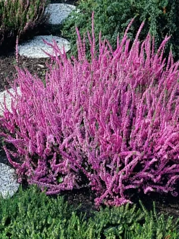 Вереск обыкновенный Elsie Purnell