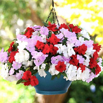 Бальзамин ново-гвинейский Дивайн Микс