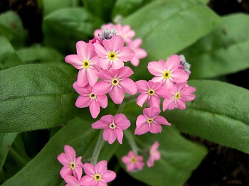 Незабудка Лесная Victoria Pink