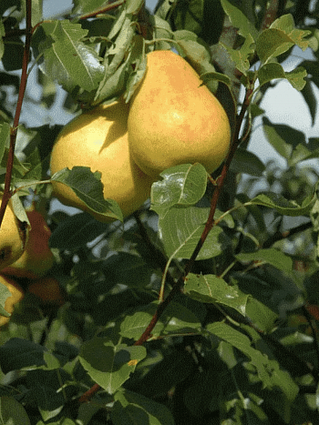 Груша Северянка краснощекая