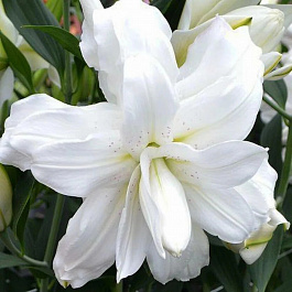 Лилия восточная махровая Шардоне