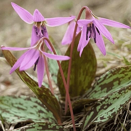 Эритрониум (кандык) Dens-Canis