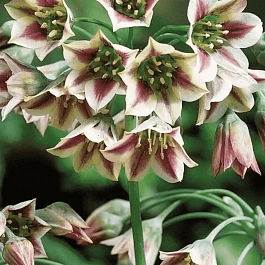 Лук декоративный  Nectaroscordum Siculum