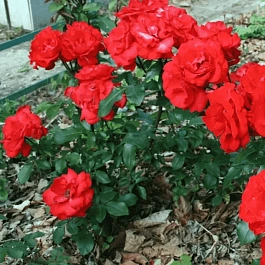 Роза грандифлора Алушта