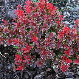 Барбарис Тунберга Коронита Барбарис Тунберга Коронита