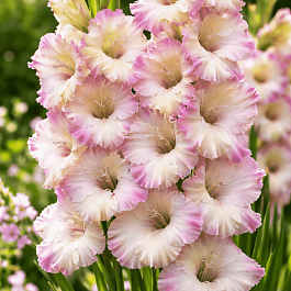 Гладиолус Tampere