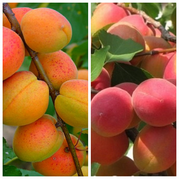 Дерево-сад (2-3х летка) абрикос 2 сорта Краснощекий-Саратовский рубин