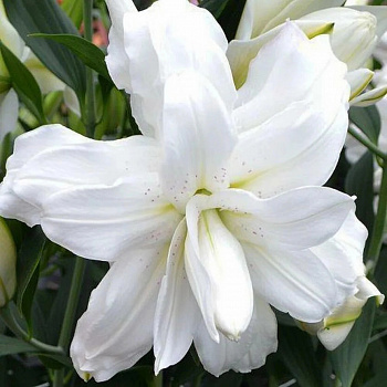 Лилия восточная махровая Шардоне