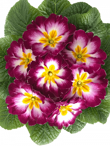 Примула Hethor Purple Flame