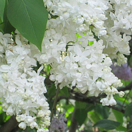 Сирень обыкновенная Советская Арктика