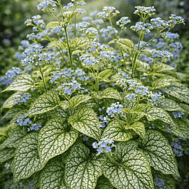 Бруннера крупнолистная Little Jack