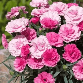 Гвоздика  I Love U