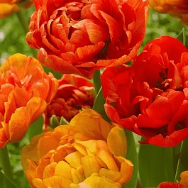 Тюльпан Sunlover