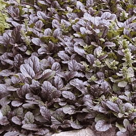 Живучка ползучая Mini Mahogany