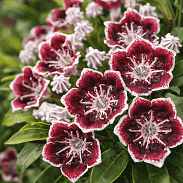 Кальмия широколистная Mitternacht