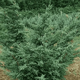 Можжевельник китайский Blue Alps