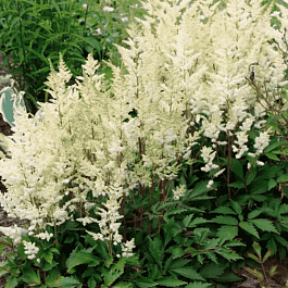 Астильба гибридная Younique White