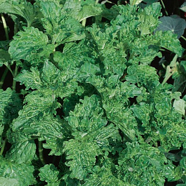 Мята Криспа