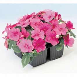 Бальзамин Баланс Роуз Бальзамин Баланс Роуз