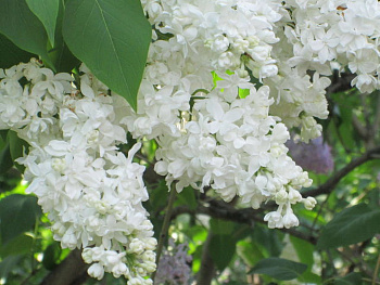 Сирень обыкновенная Советская Арктика