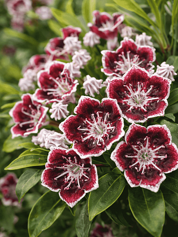 Кальмия широколистная Mitternacht