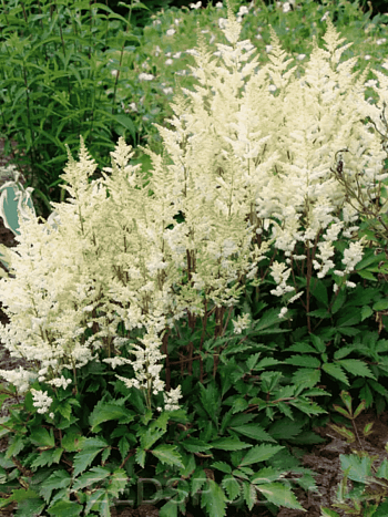 Астильба гибридная Younique White