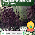 Молиния тростниковая Black arrows Молиния тростниковая Black arrows