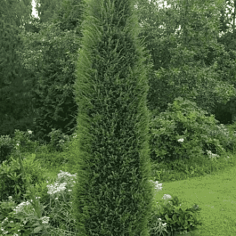 Можжевельник обыкновенный Cracovia
