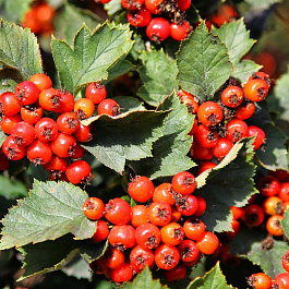 Боярышник кроваво-красный