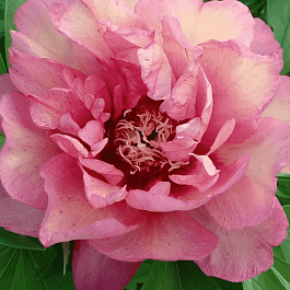 Пион ИТО Hillary