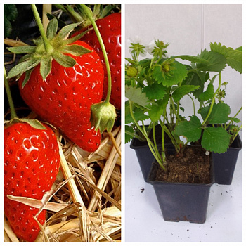 Земляника садовая Сизоже НАБОР 3ШТ