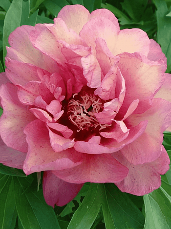 Пион ИТО Hillary