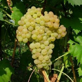 Виноград плодовый Солярис